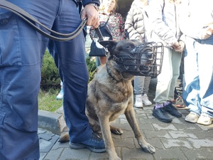 Policyjny pies w kagańcu stoi przy nodze swojego przewodnika