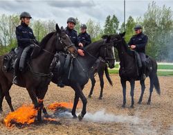Policyjni jeźdźcy na koniach pokonuja ogień