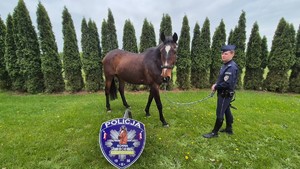 Policyjny koń i policjant stoją na tle ogrodzenia